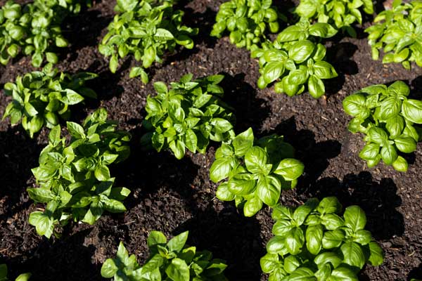 Commercial basil crop representing herb and specialty seed production