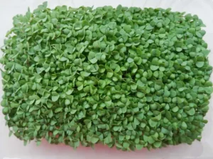 basil_thai_microgreens