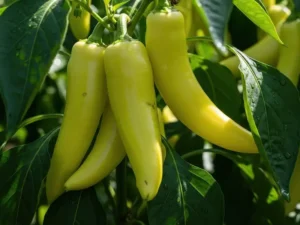 capsicum-sweet-banana-seeds-seedmart-australia-singapore