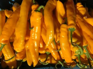 chilli-golden-cayenne-seeds-seedmart-australia-singapore