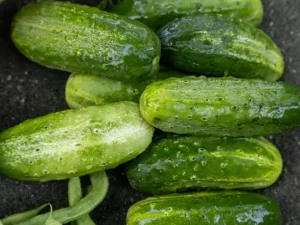 cucumber-sumter-seeds-field-seedmart-australia-singapor