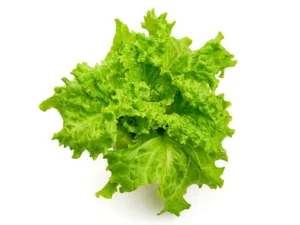 lettuce-black-seeded-simpson-seeds-isolated-seedmart-australia