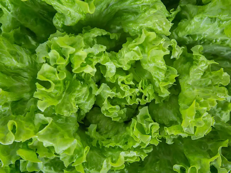 Lettuce Black Seeded Simpson Vegetable Seeds - Image 2