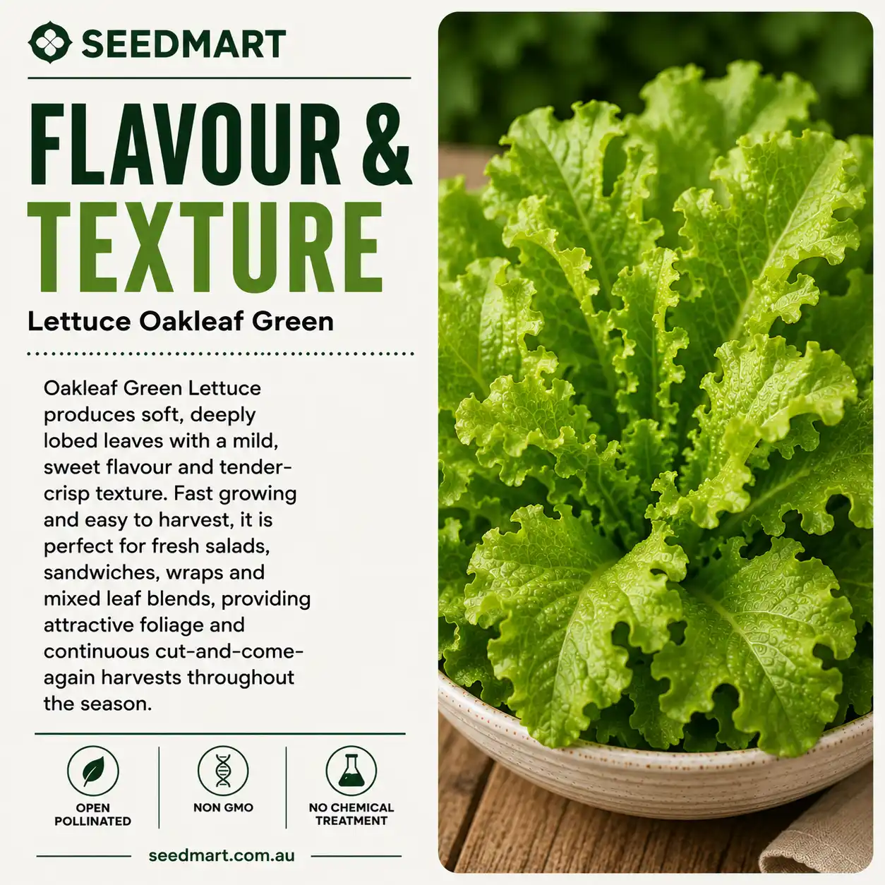 Lettuce Oakleaf Green Vegetable Seeds - Image 4