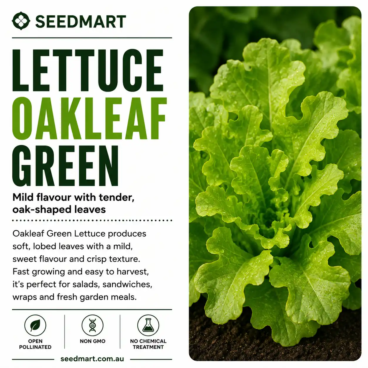Lettuce Oakleaf Green Vegetable Seeds - Image 3