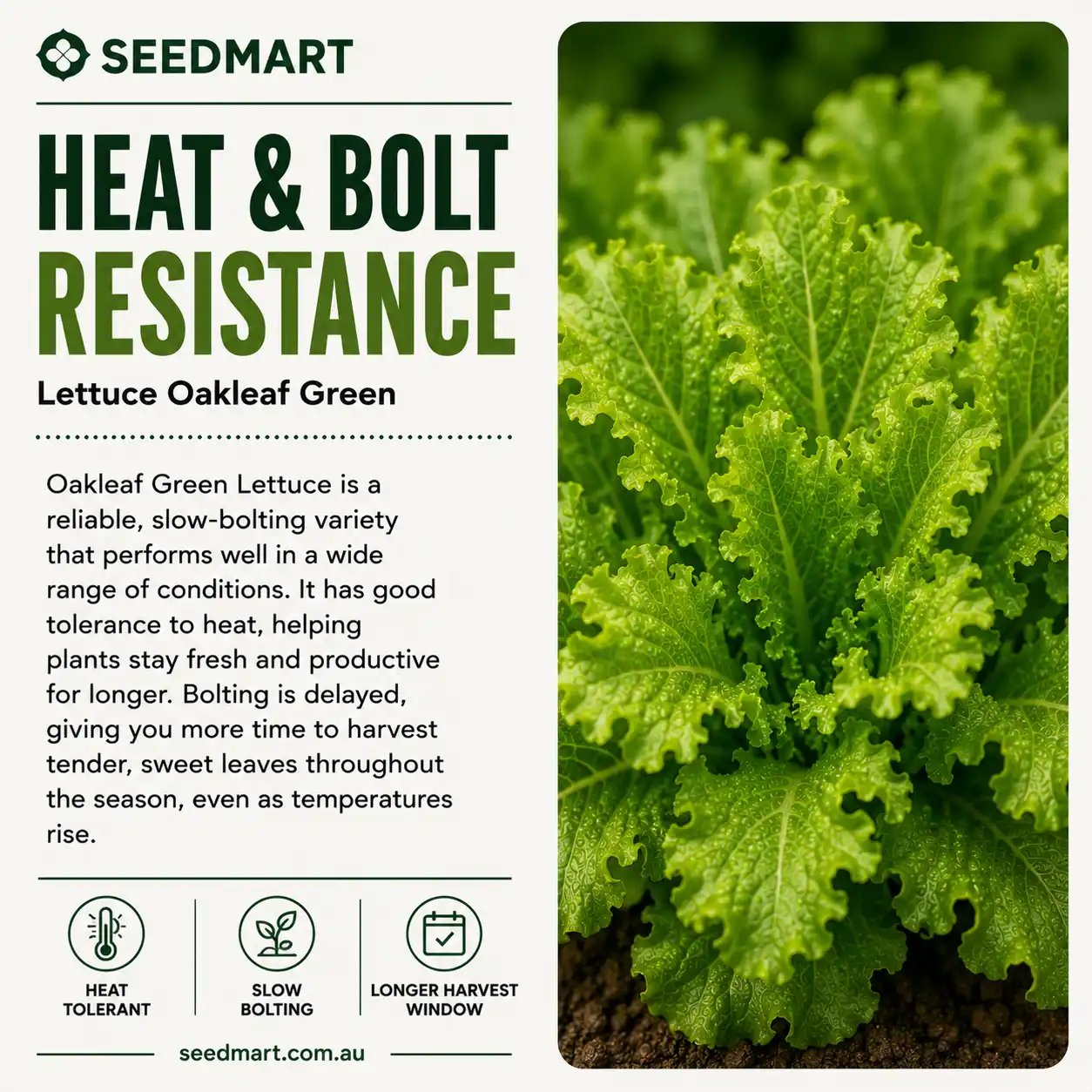 Lettuce Oakleaf Green Vegetable Seeds - Image 5