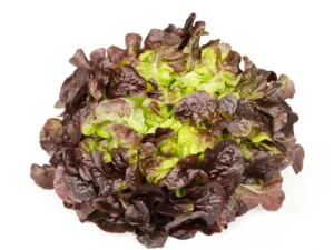 lettuce_oakleaf_red_seedmart_australia