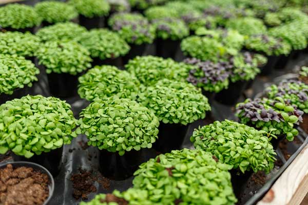 Commercial microgreens growing in production trays
