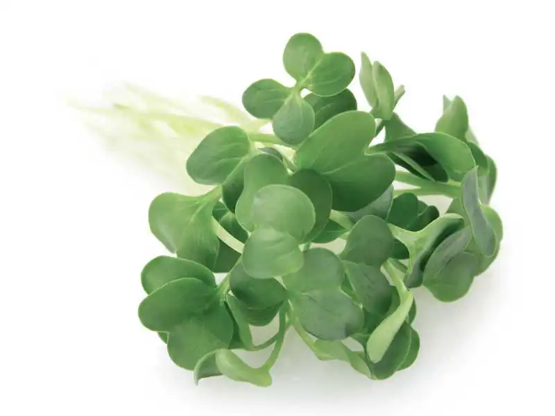 Green Mustard Microgreen Seeds - Image 3
