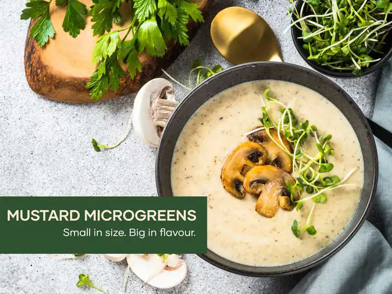 Green Mustard Microgreen Seeds - Image 4