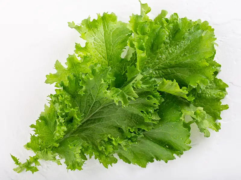 mustard-southern-giant-curled-seeds-seedmart-australia-isolated