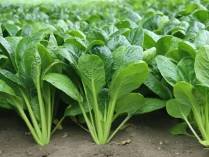 mustard-spinach-komatsuna-tendergreen-seeds-seedmart-australia-singapore