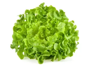 oakleaf_lettuce_isolated_seedmart_australia