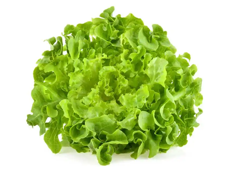 oakleaf_lettuce_isolated_seedmart_australia