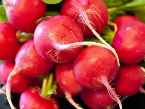 radish-champion