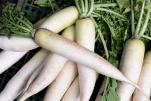 radish-china-white-winter-seeds-field-seedmart-australia-singapore-scale