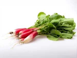 radish-french-breakfast-seeds-isolated-seedmart-australia