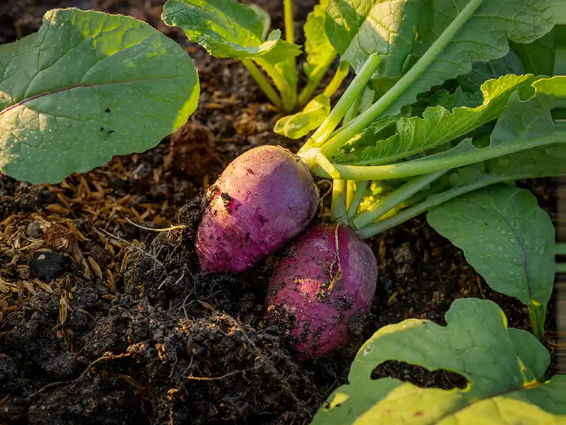 radish-purple-plum-seeds-isolated-seedmart-australia-singapor