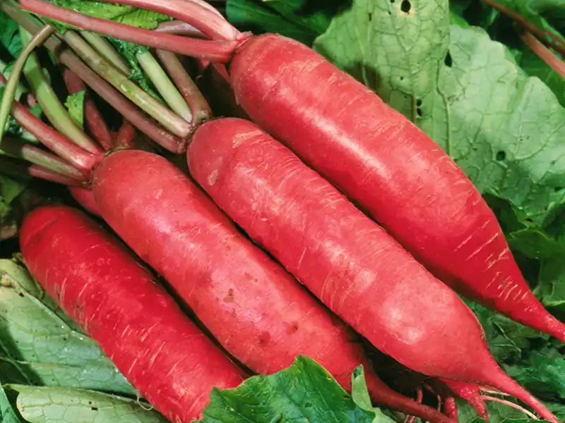 Radish Red Arrow Vegetable Seeds - Image 2