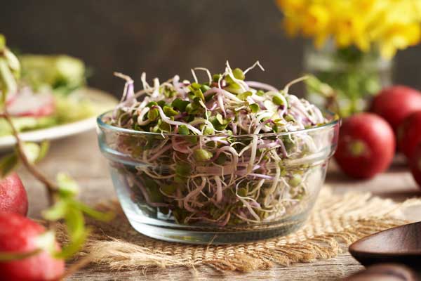 Fresh radish sprouts representing commercial sprouting seed production