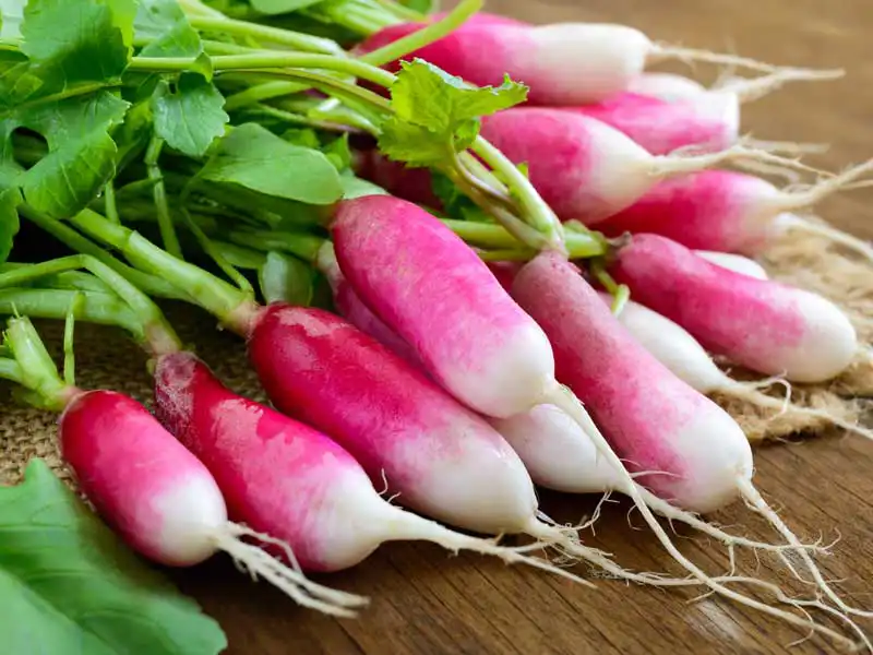 radish_french_breakfast