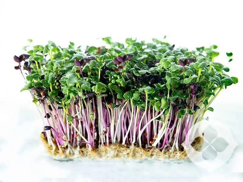 radish_mixed_microgreens_isolated