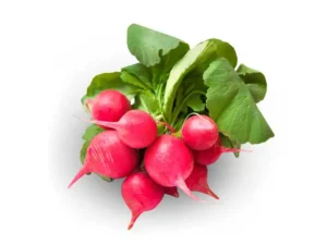 radish_pink_champion_seedmart_isolated