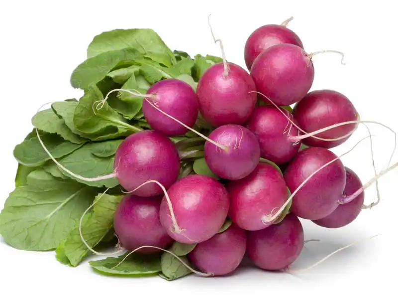 radish_purple_plu