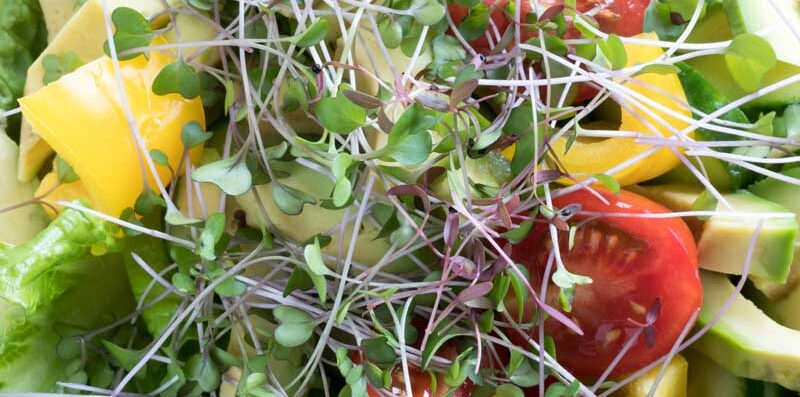 salad-mix-microgreens-seedmart-australi