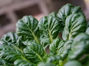 tatsoi-black-knight-seeds-seedmart-australia-singapore