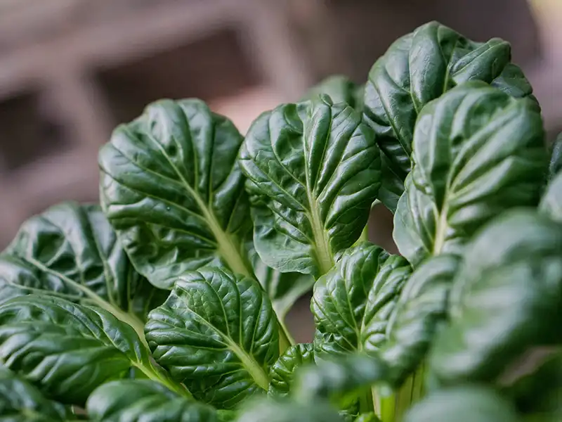 tatsoi-black-knight-seeds-seedmart-australia-singapore