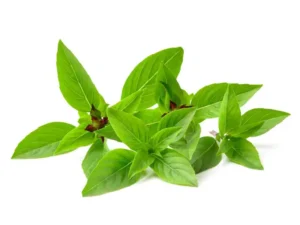 thai_basil_herb_isolated