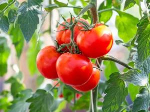 tomato-homestead-seeds-seedmart-australia-singapore