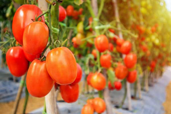 Commercial tomato crop representing vegetable seed production