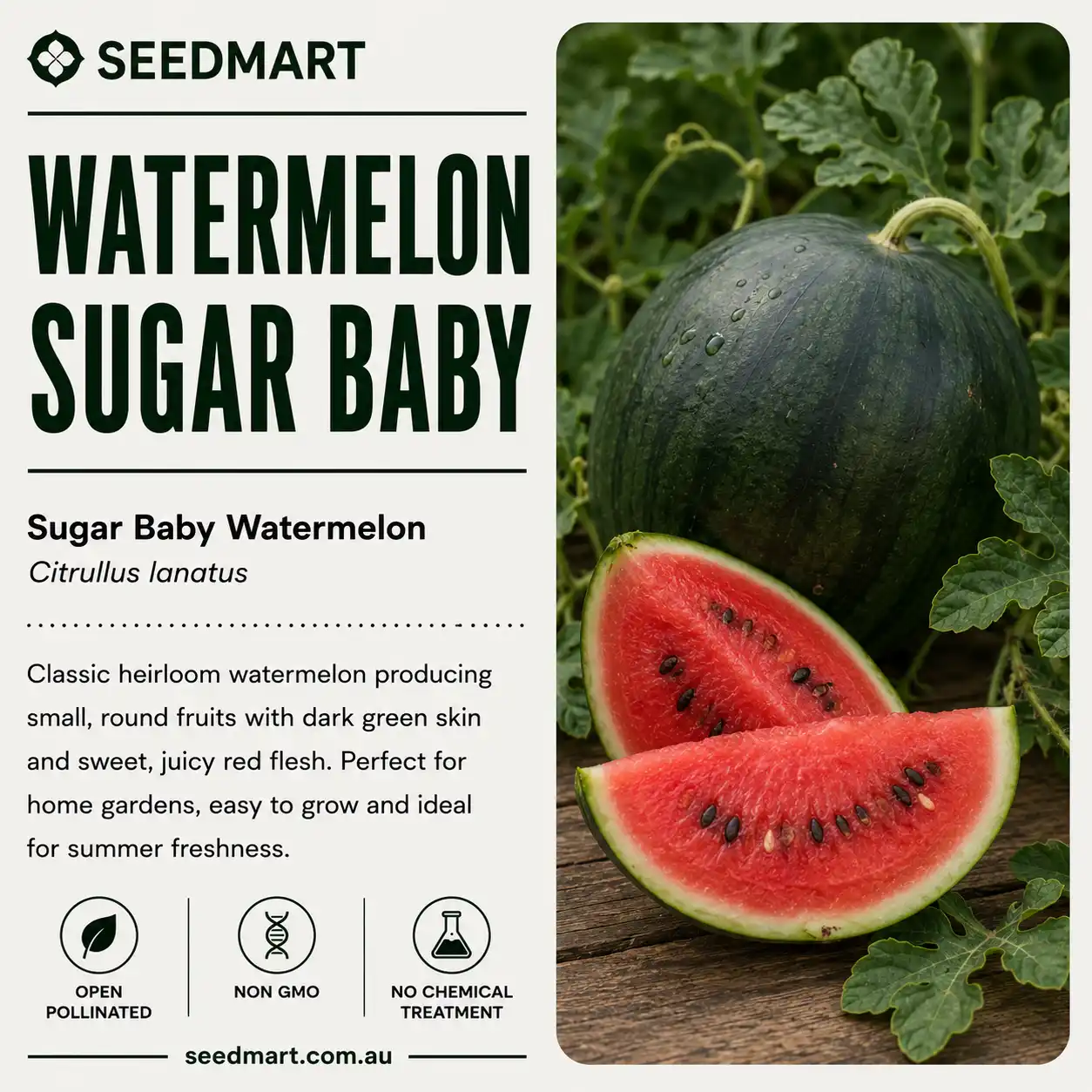 Watermelon Sugar Baby Vegetable Seeds - Image 3