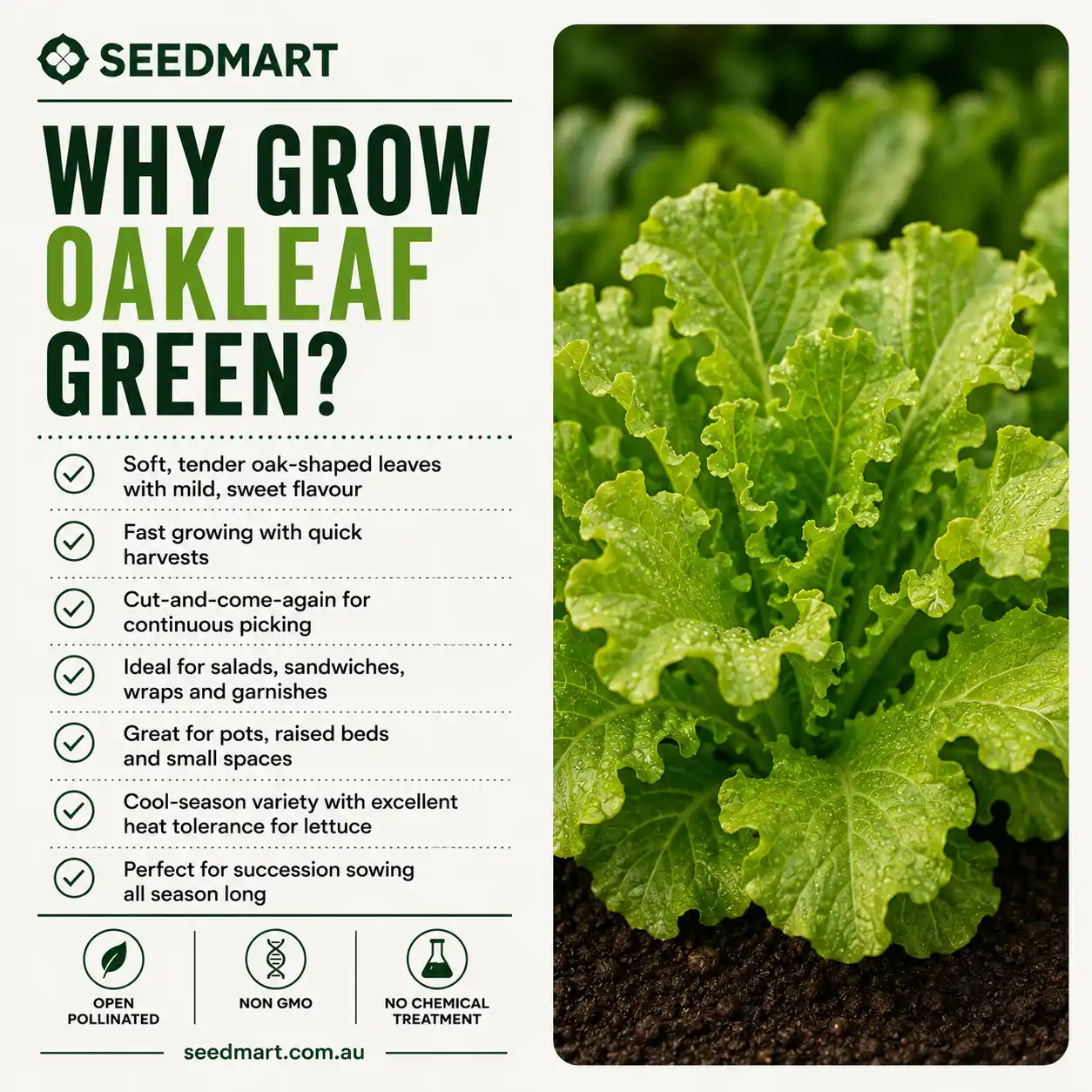 Lettuce Oakleaf Green Vegetable Seeds - Image 6
