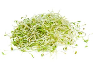 Fenugreek Sprouting Seeds | International | Seedmart