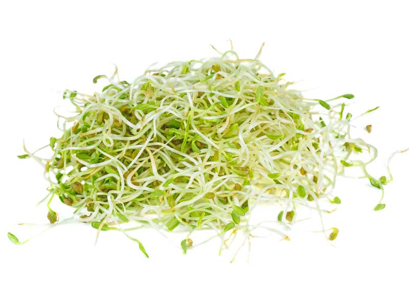 Fenugreek Sprouting Seeds | International | Seedmart